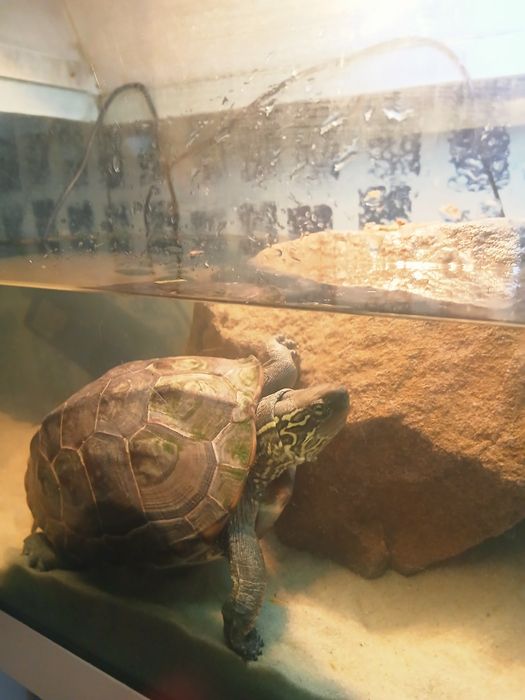 Żółw chiński wodno-lądowy do adopcji