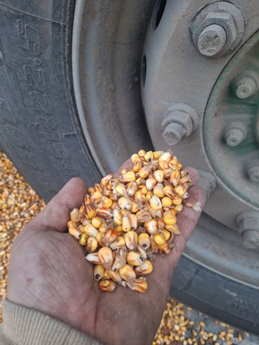 Kukurydza mokra ziarno całe lub mielone z dostawą w każde miejsce