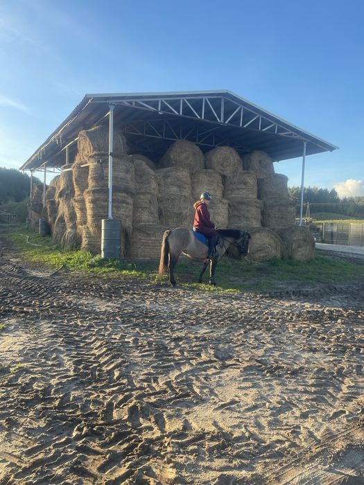 Sprzedam klacz konik polski