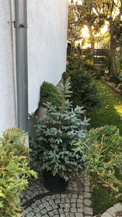 Choinki  Drzewo świerk jodła z gruntu