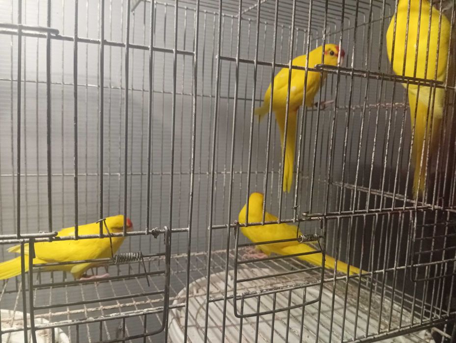 Ring necks agapórnis kakariquis e forpus