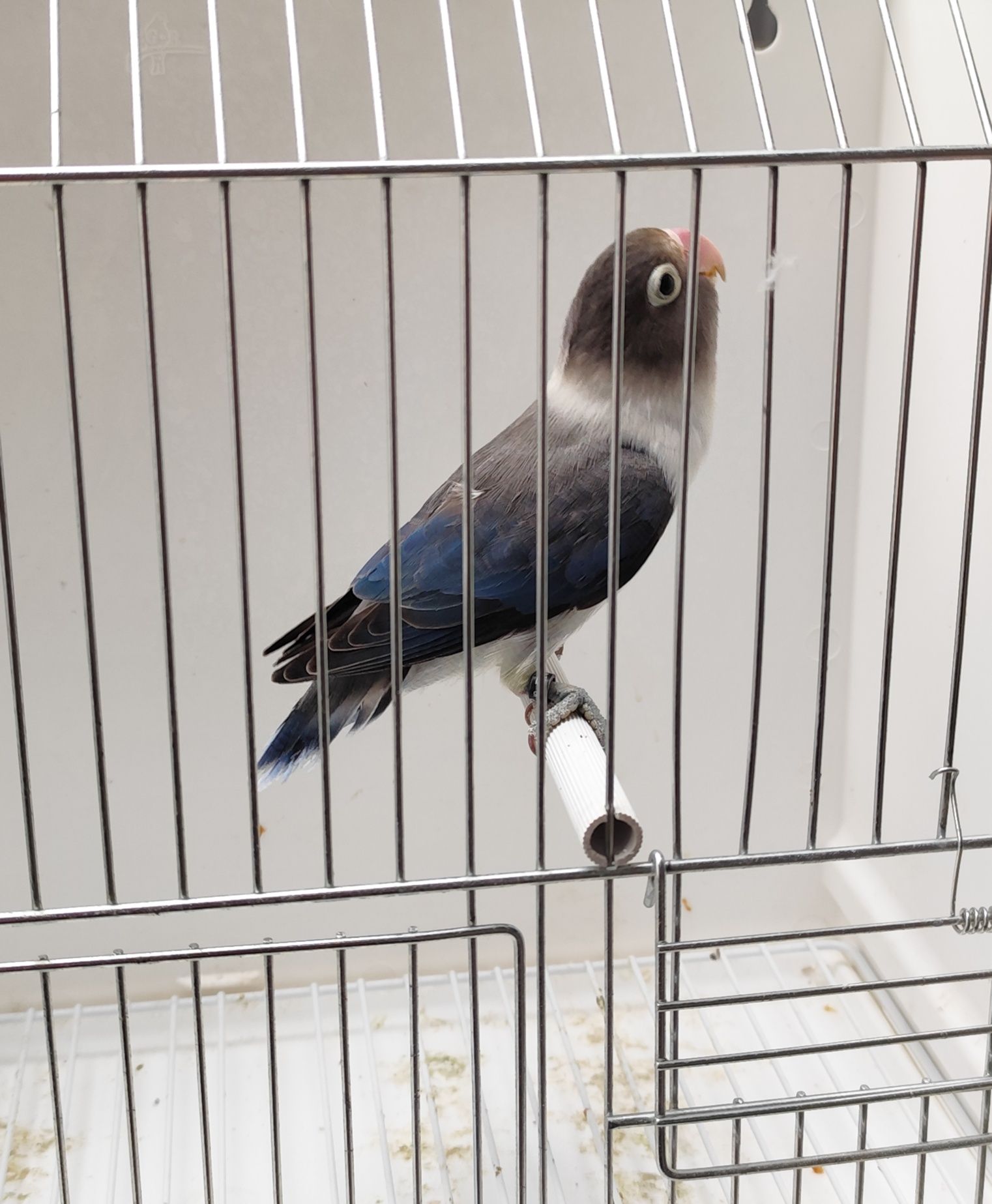 Agapornis Personatus