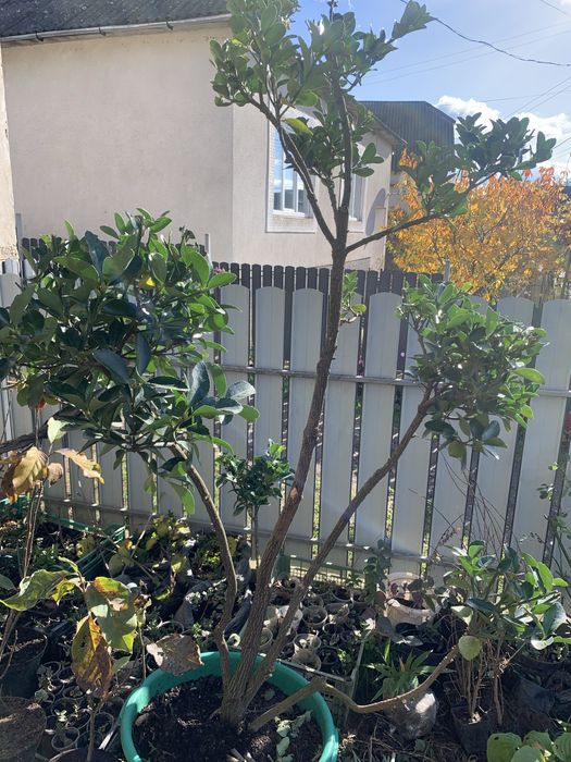 Бересклет японський сформований