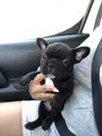 Bulldog Frances Exotico