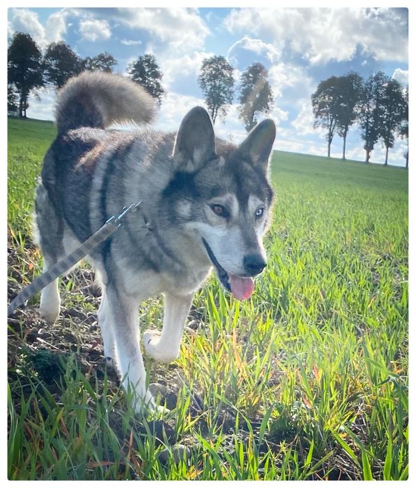 Husky - Lumen - pies do adipcji