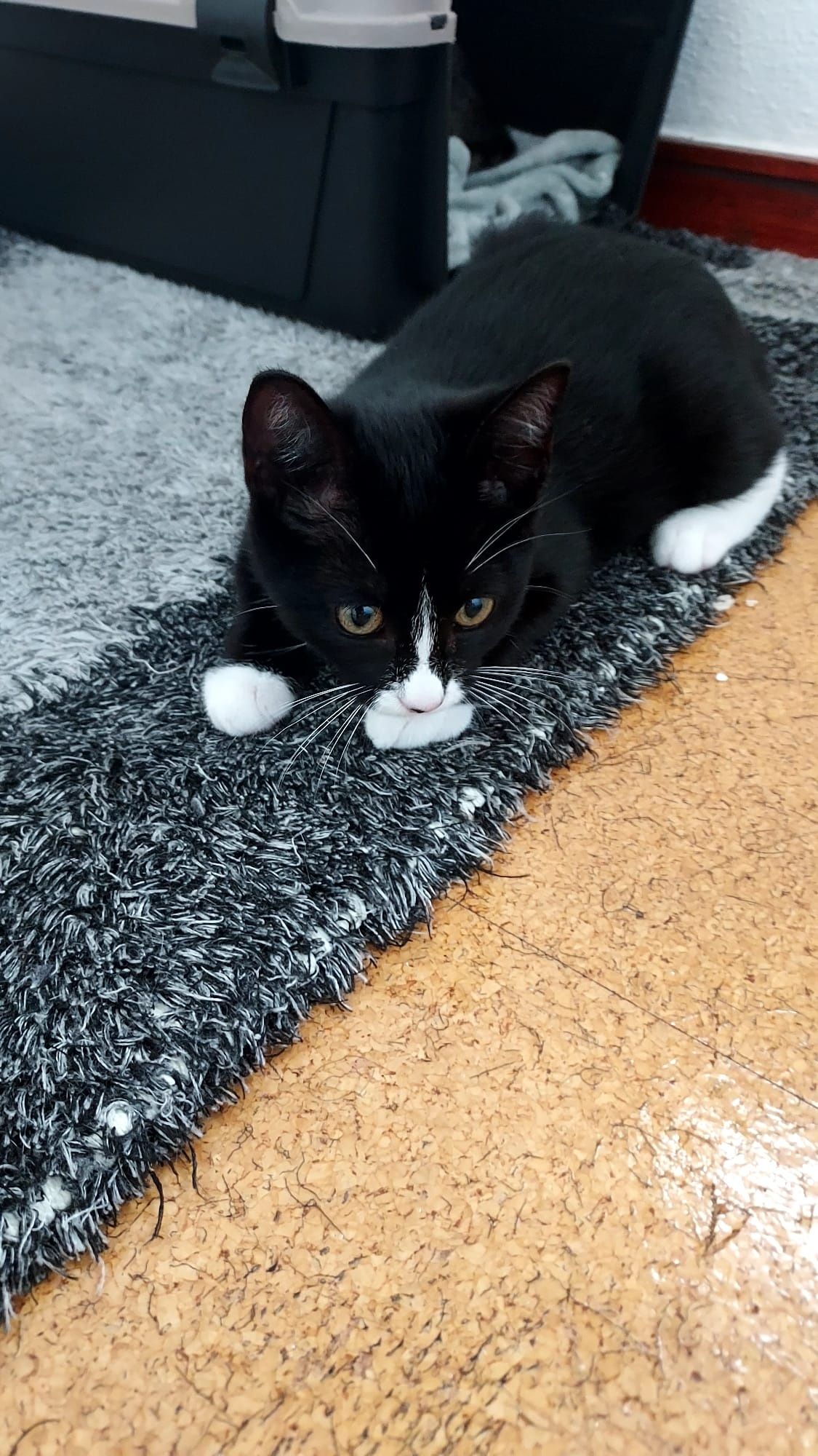 Gatinha bebé para adoção