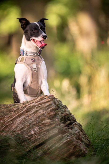 Modi – młody psiak szuka cierpliwego i spokojnego domu