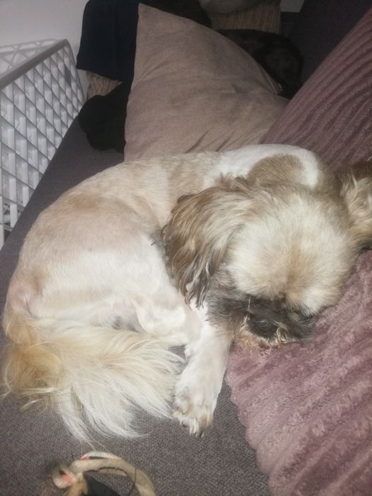 Shih tzu śliczna suczka