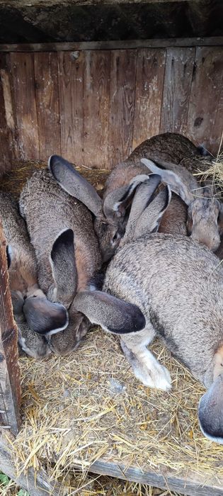 Sprzedam króliki olbrzym belgijski