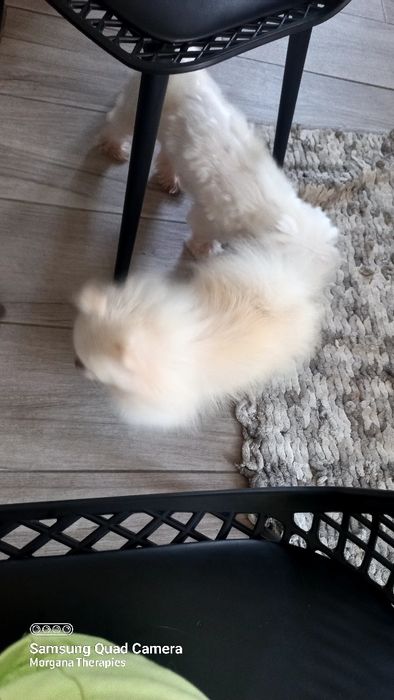 Spitz alemao anao/ lulu da Pomerânia