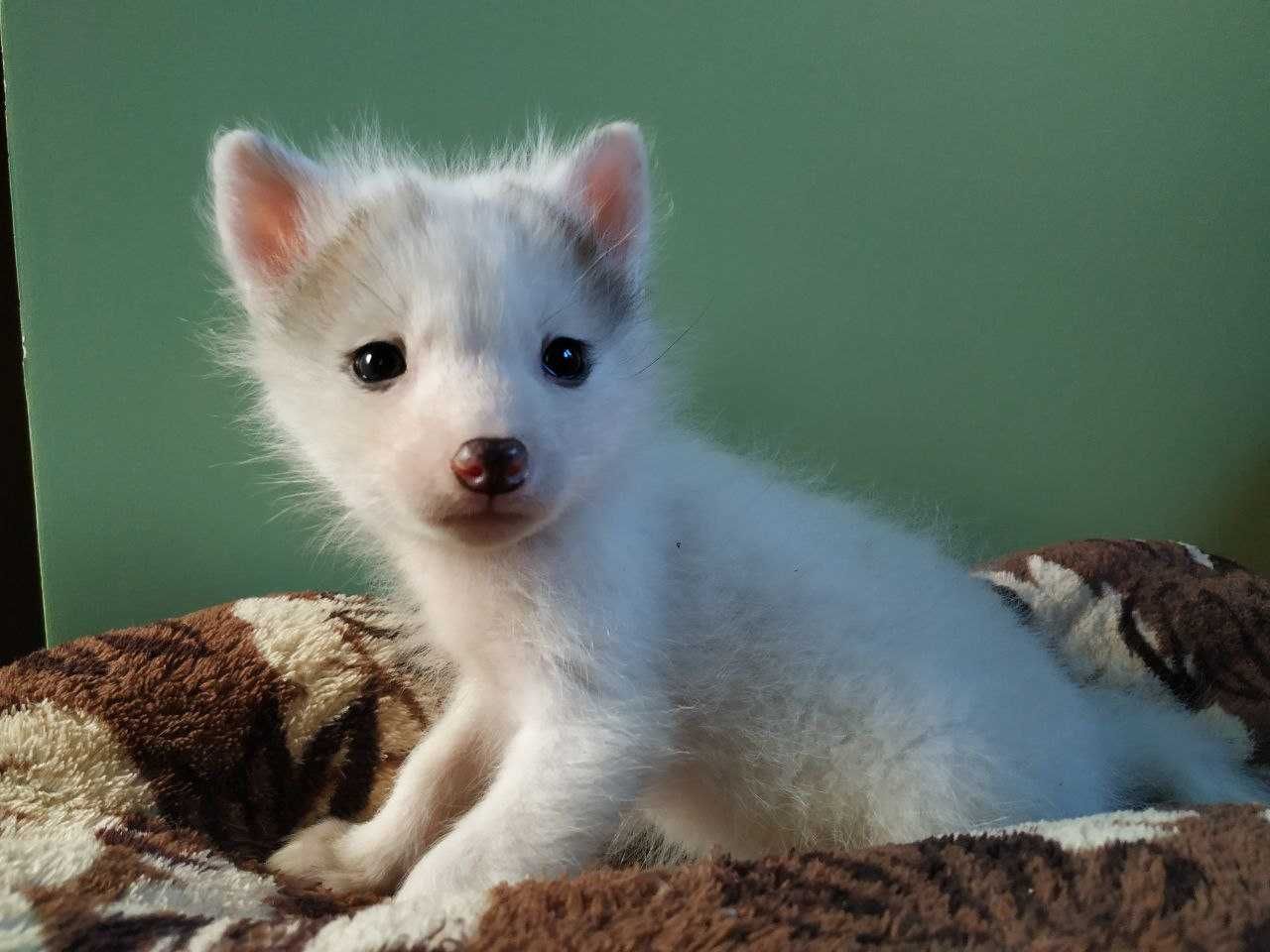 Лиса, лисята белые. All White Marble fox. Бронь на 2024г