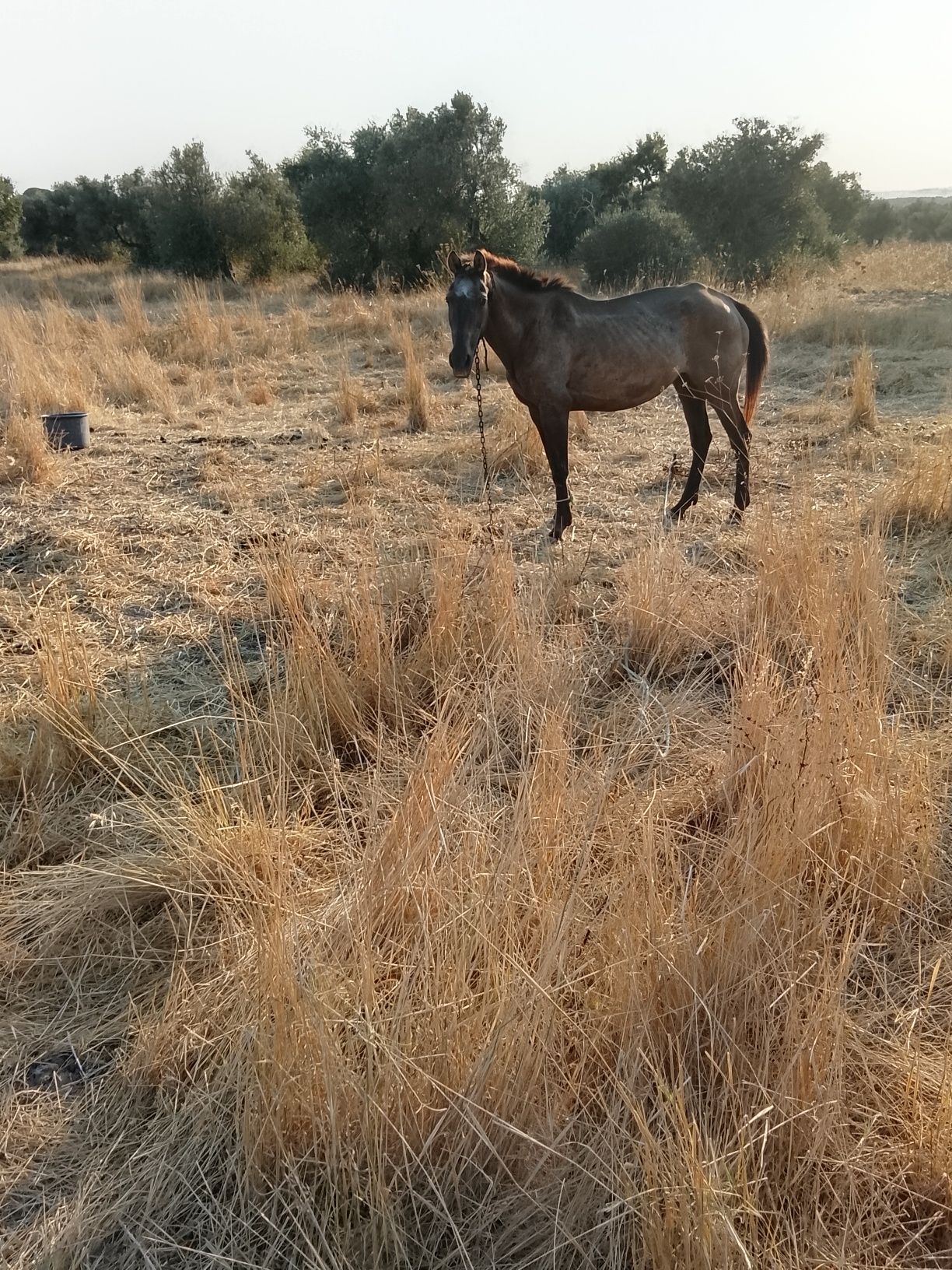 Vendo égua lusitana pura