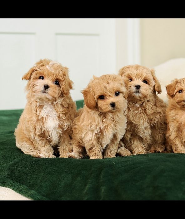 VIP лакшері міні хлопчики цуценята мальтіпу ф1. Мальтіпу. Цуценя