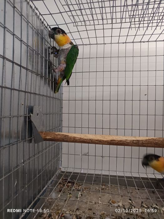 Casal reprudotor de marianinhas cabeça preta