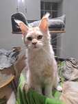 Śliczna koteczka Maine Coon silver shaded