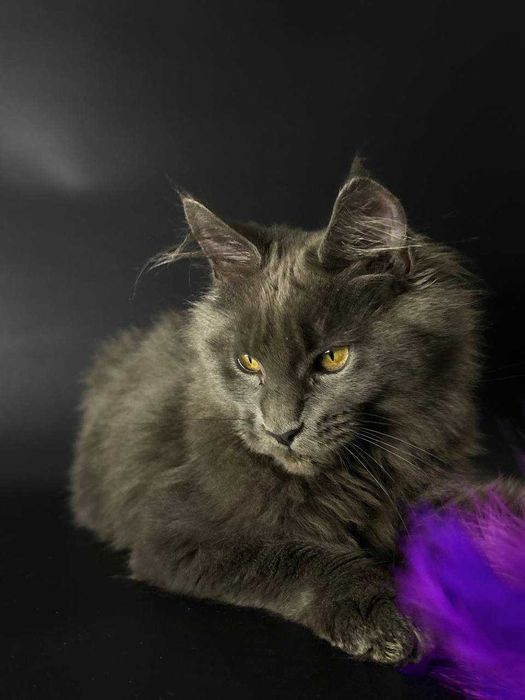 Особливий мейн-кун хлопчик — документи, щеплення, домашнє вирощення