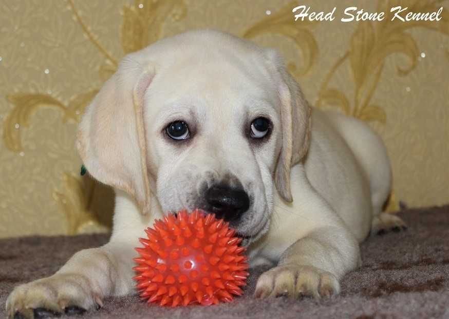 Щенки Лабрадора ретривера Питомник