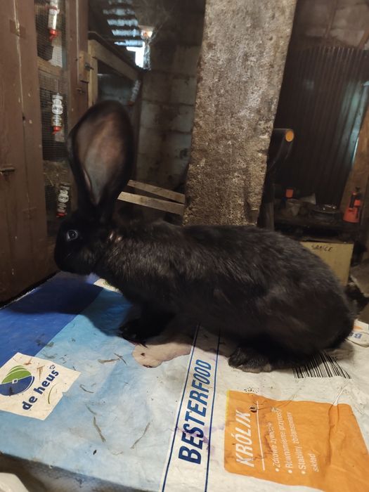 Olbrzym belgijski czarny