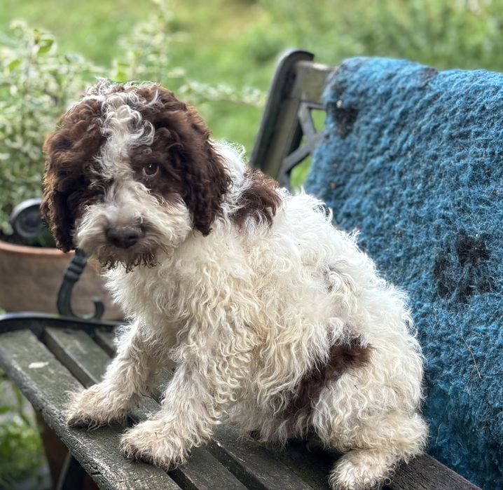 Piesek Lagotto Romagnolo