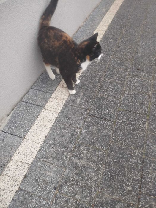 UWAGA!!! Zaginęła kotka od kociat