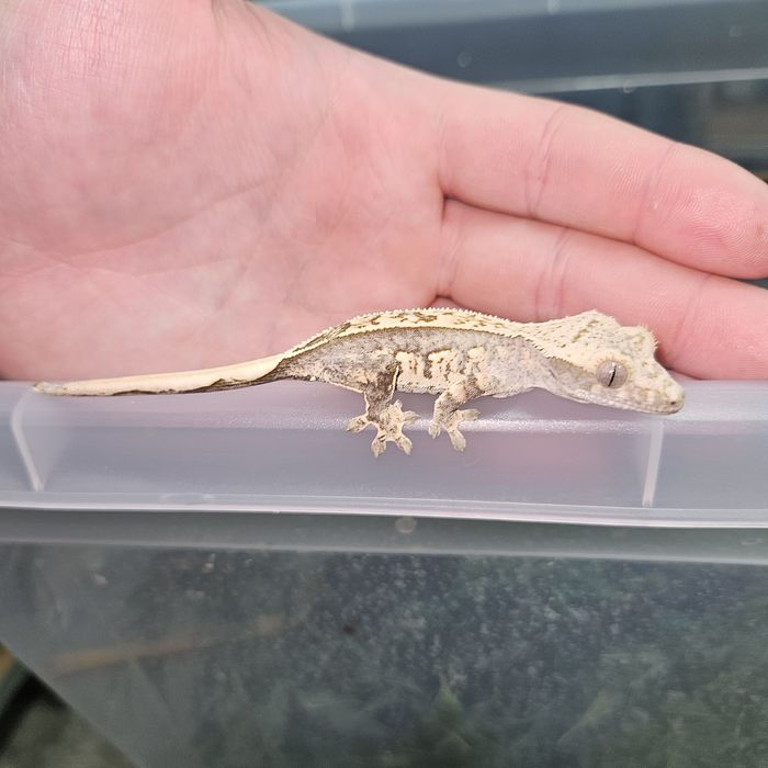 Gekon orzęsiony młody