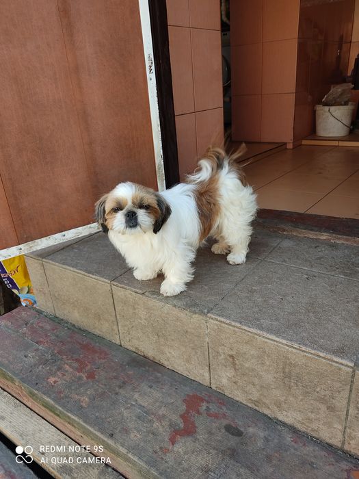 Продаёт мини девочка