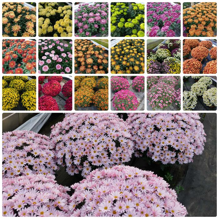 Chryzantemy drobno- i wielkokwiatowe sprzedaż hurtowa i detaliczna