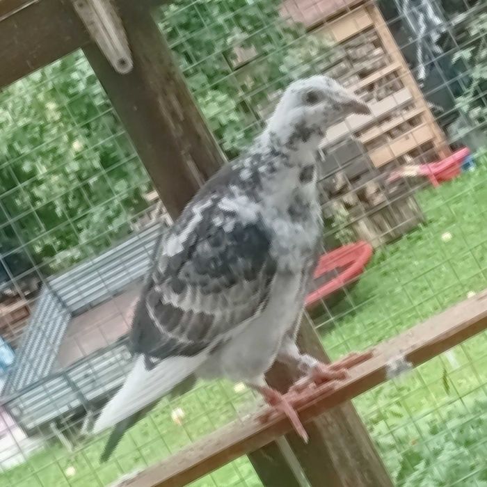 Gołębie staropolskie