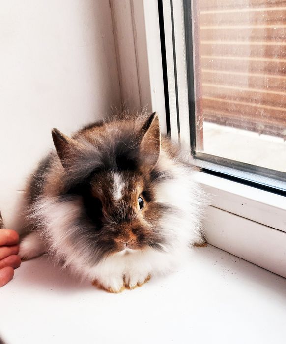 Карликовые мини колики