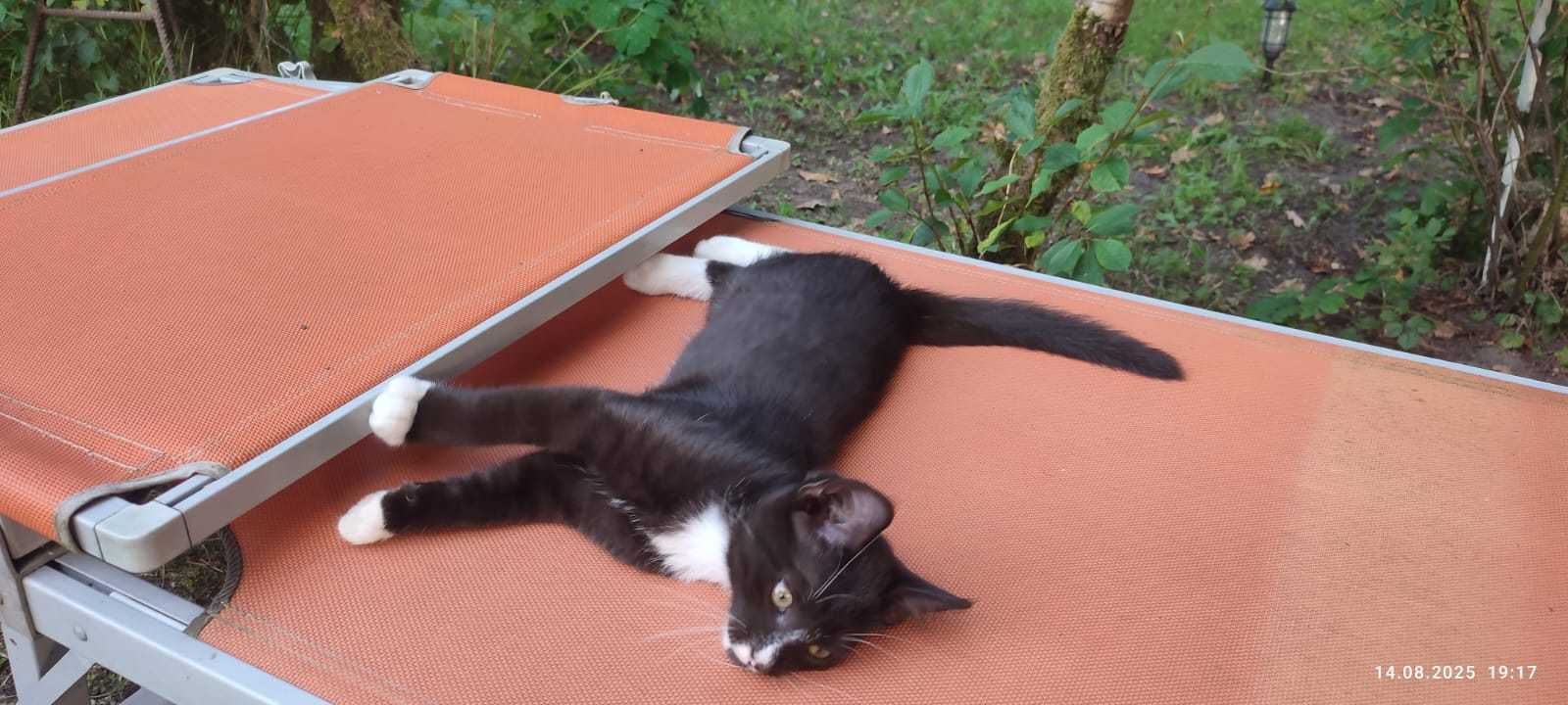 Armiś kocurek do adopcji