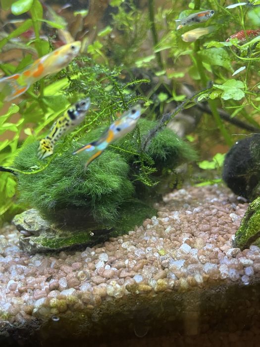 Gupiki endlera samce