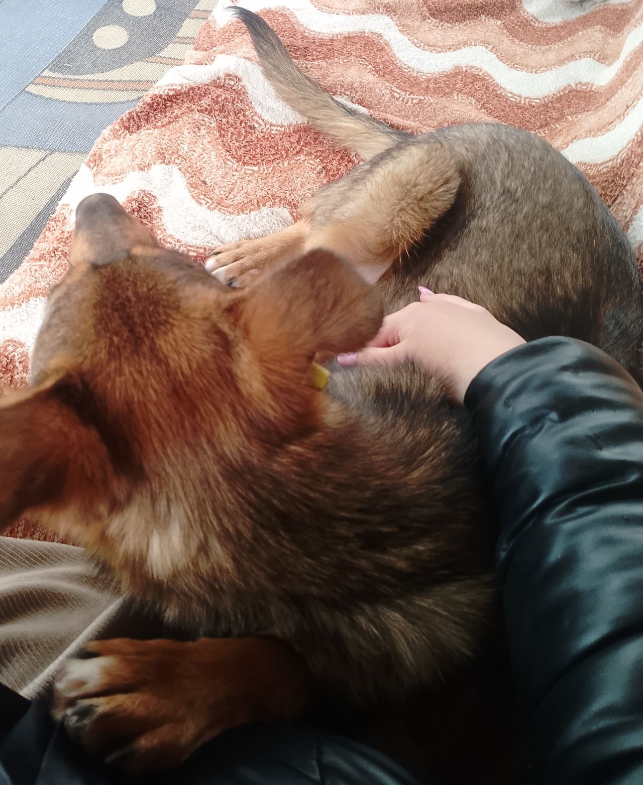 Собачка, цуценя, песик в добрі руки