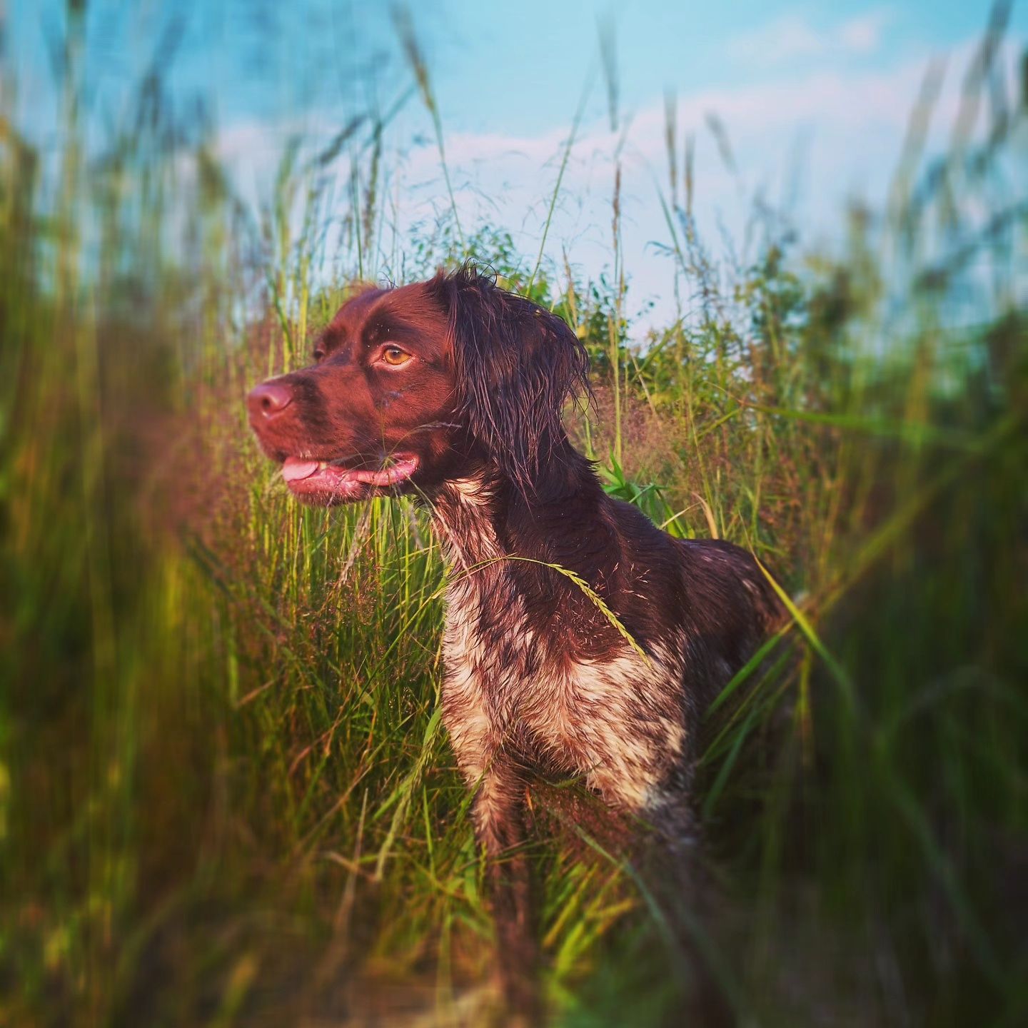 Szczeniak Epagneul Breton piesek Spaniel Bretoński