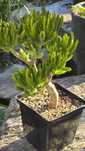 Grubosz Crassula Lady,s Fingers