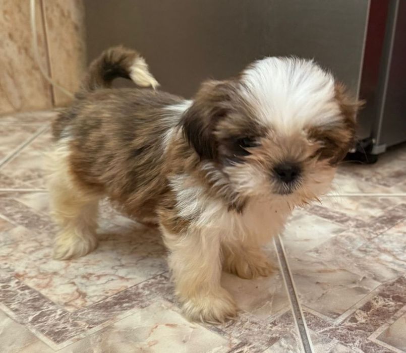 Suczka shih tzu **miini**do odbioru