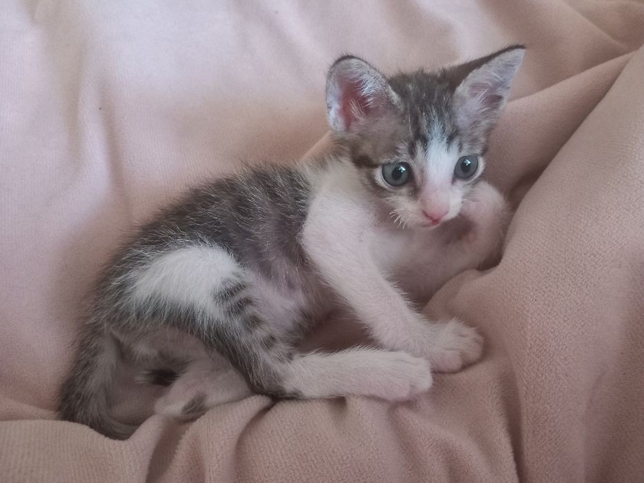 DOA-SE filhotes de gatos.