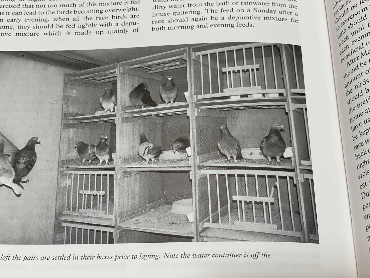 Livro de columbofilia " Racing Pigeons" de 1999