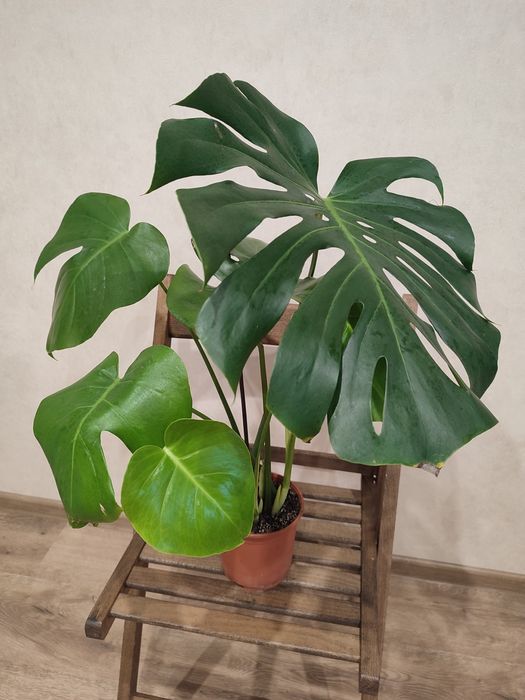 Монстера, Епіпремнум, Бегонія Макулата, Фікус Бенджаміна