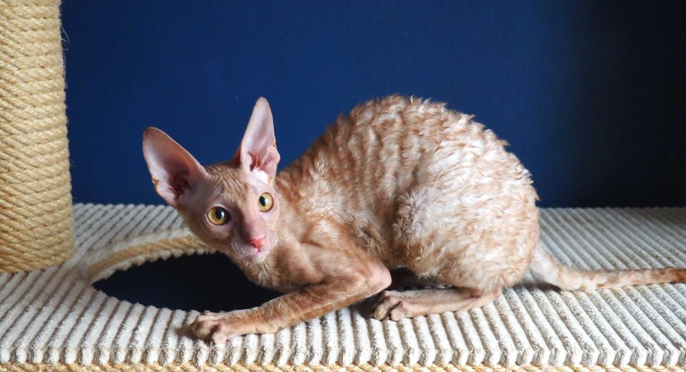 cornish rex - wyjątkowy towarzysz