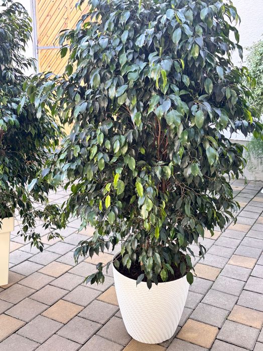 Кімнатні рослини