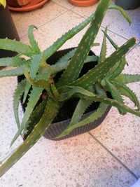 Conjunto 3 Catus Aloe Vera