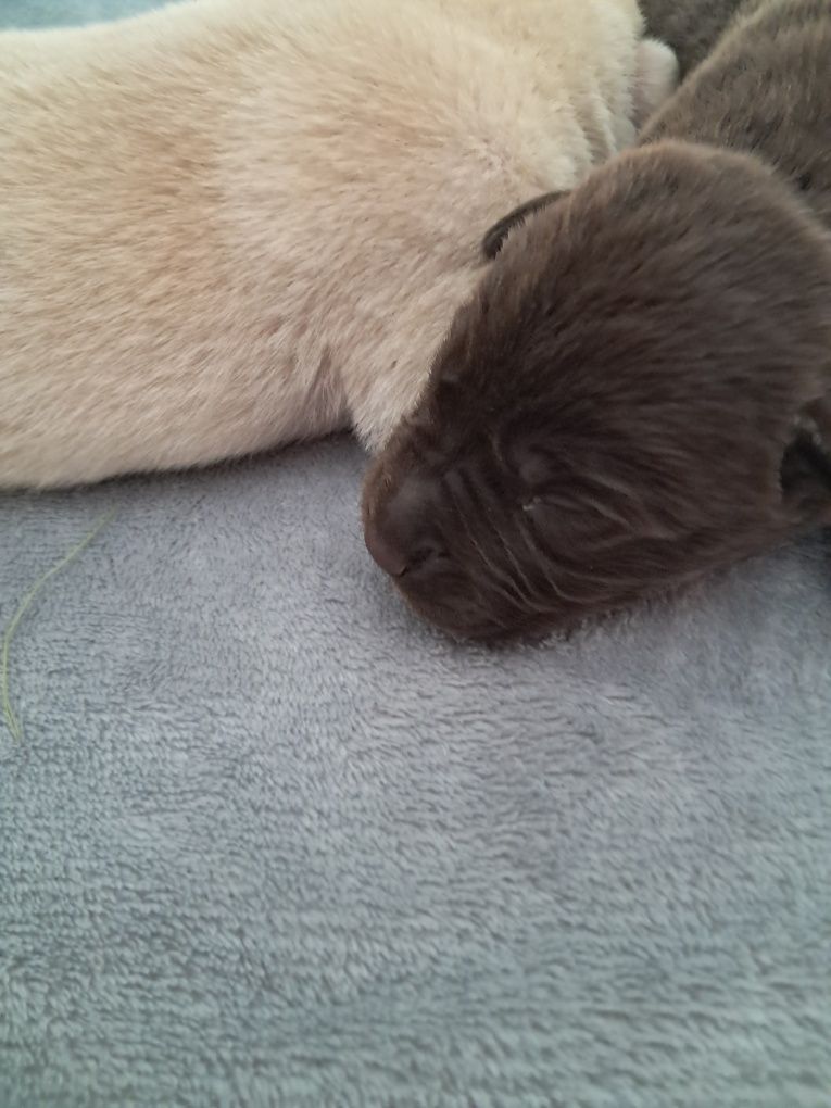 Labrador retriever