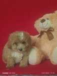 Maltipoo Urocze Szczenię F1