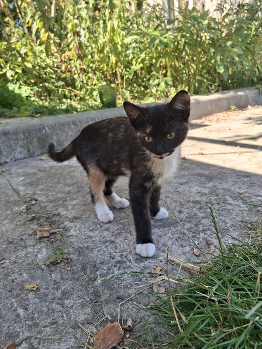 Черепашкове кошеня дівчинка, 4 міс. Київ та область