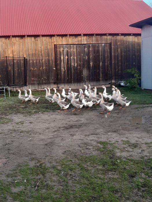 Sprzedam gęsi tegoroczne