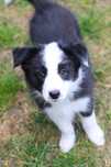 Suczka border collie ZKwP /FCI