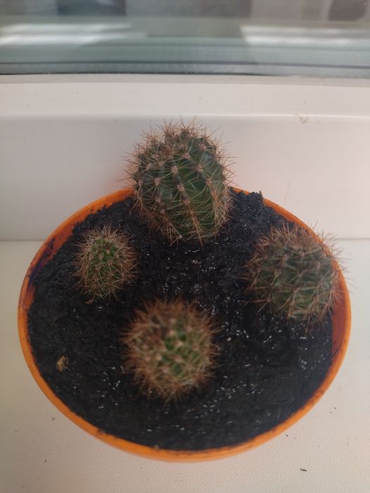 Кімнатна рослина кактус