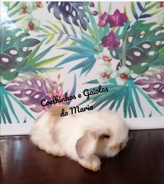 KIT Coelhos Anõs Bebés Mini Toy, Holandêz, Tedy, Belier (Orelhudo)
