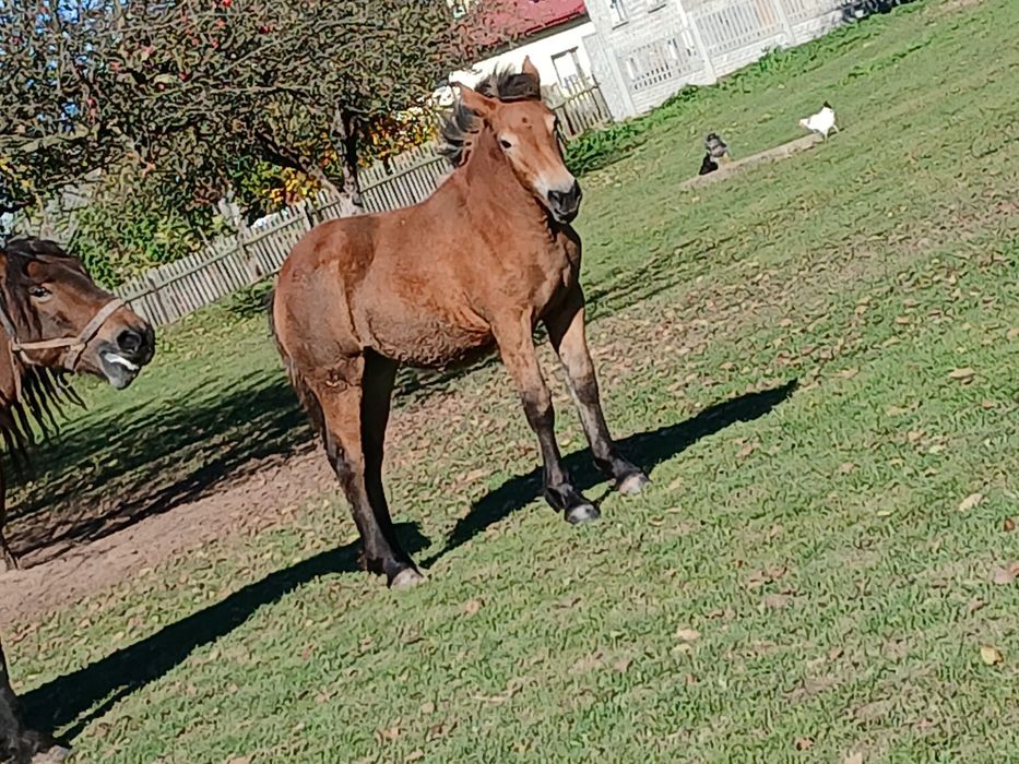 Ogierek zimnokrwisty