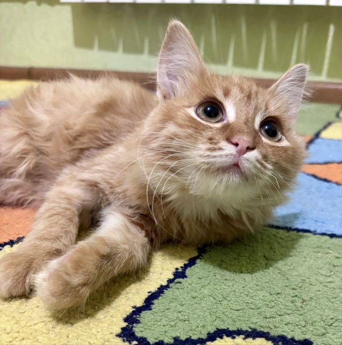 Кошеня Рудик 4 місяці